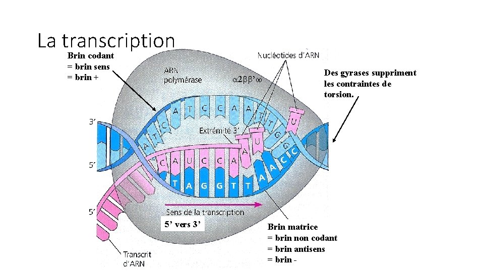 La transcription Brin codant = brin sens = brin + a 2 bb’w 5’