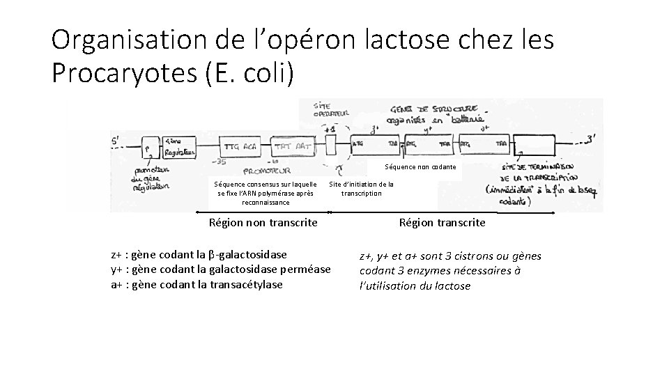 Organisation de l’opéron lactose chez les Procaryotes (E. coli) Séquence non codante Séquence consensus