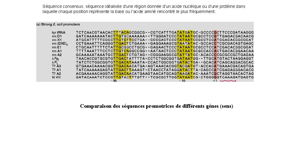 Séquence consensus: séquence idéalisée d’une région donnée d’un acide nucléique ou d’une protéine dans