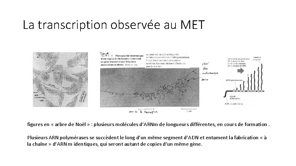 La transcription observée au MET figures en « arbre de Noël » : plusieurs