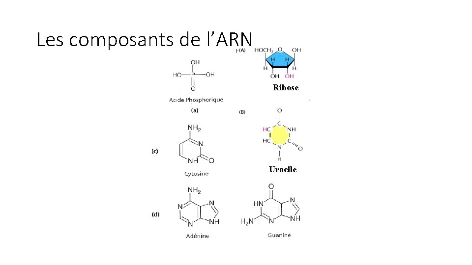 Les composants de l’ARN Ribose Uracile 