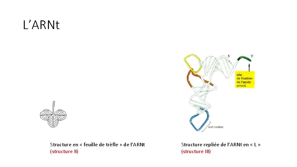 L’ARNt Structure en « feuille de trèfle » de l’ARNt (structure II) Structure repliée L’ARNt Structure en « feuille de trèfle » de l’ARNt (structure II) Structure repliée