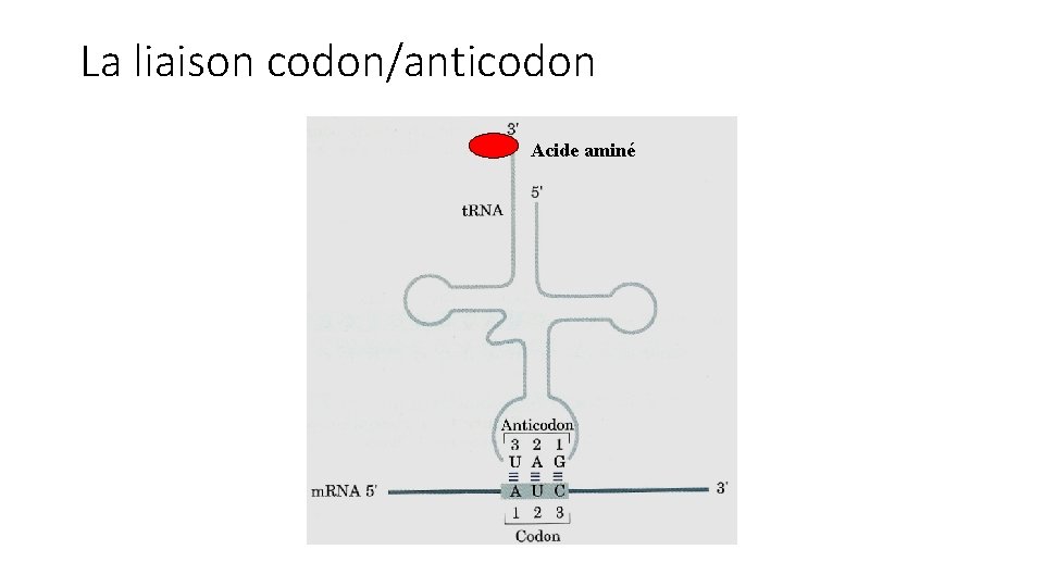 La liaison codon/anticodon Acide aminé 