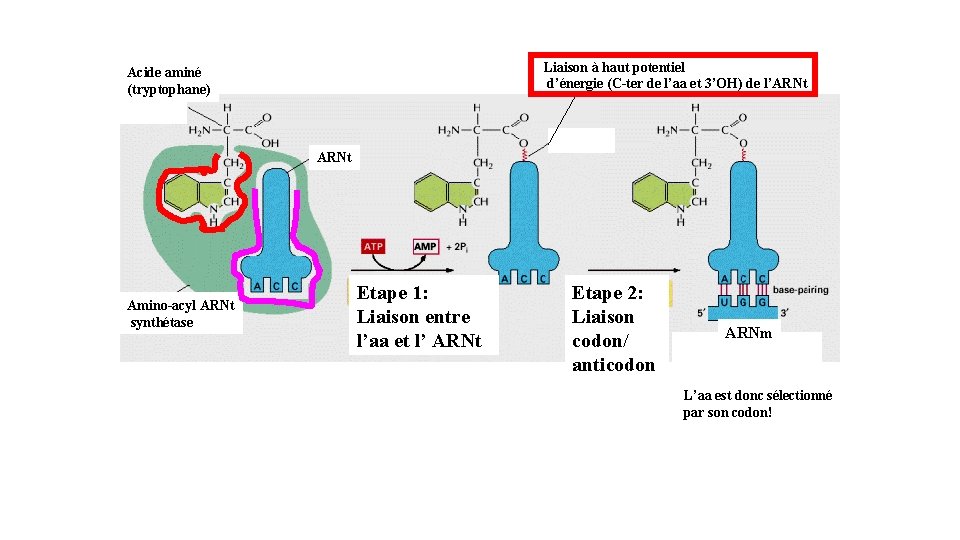 Liaison à haut potentiel d’énergie (C-ter de l’aa et 3’OH) de l’ARNt Acide aminé