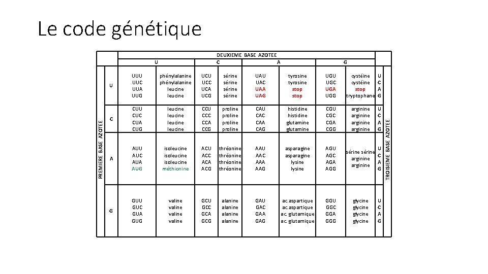 Le code génétique DEUXIEME BASE AZOTEE C A G U UUC UUA UUG phénylalanine