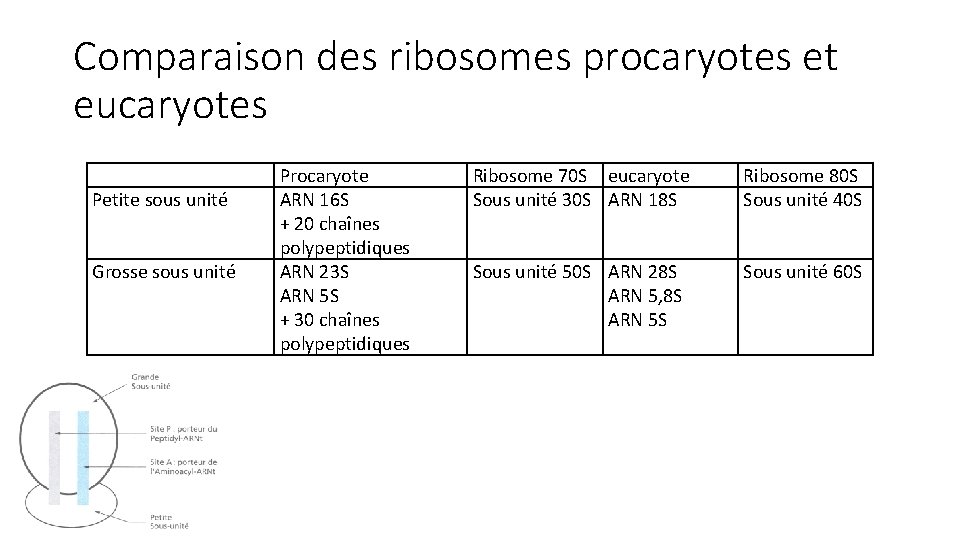 Comparaison des ribosomes procaryotes et eucaryotes Petite sous unité Grosse sous unité Procaryote ARN Comparaison des ribosomes procaryotes et eucaryotes Petite sous unité Grosse sous unité Procaryote ARN