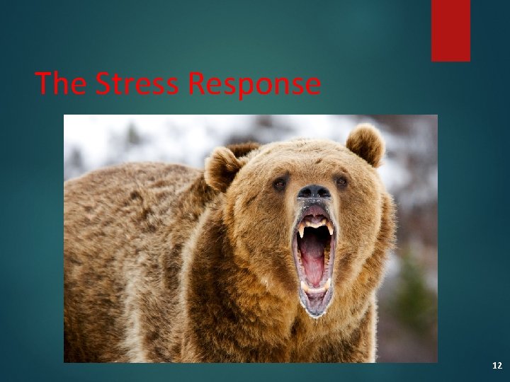 The Stress Response 12 