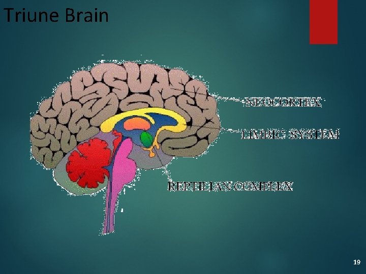 Triune Brain 19 
