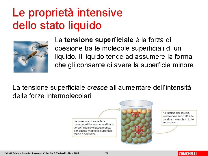 Le proprietà intensive dello stato liquido La tensione superficiale è la forza di coesione