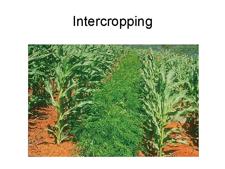 Intercropping 