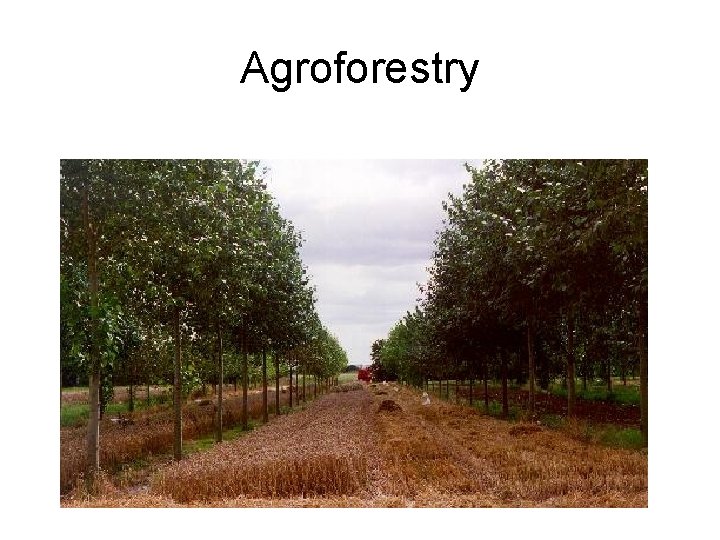 Agroforestry 