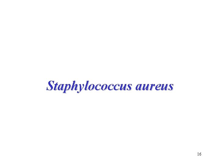 Staphylococcus aureus 16 