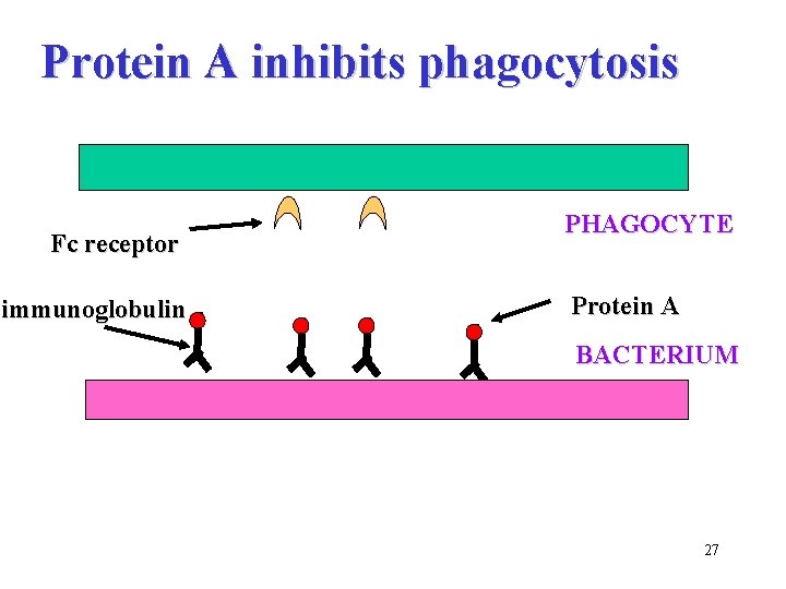 Protein A inhibits phagocytosis Fc receptor immunoglobulin PHAGOCYTE Protein A BACTERIUM 27 