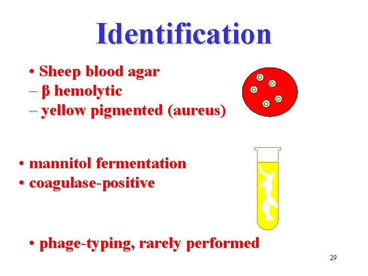 Identification • Sheep blood agar – β hemolytic – yellow pigmented (aureus) • mannitol