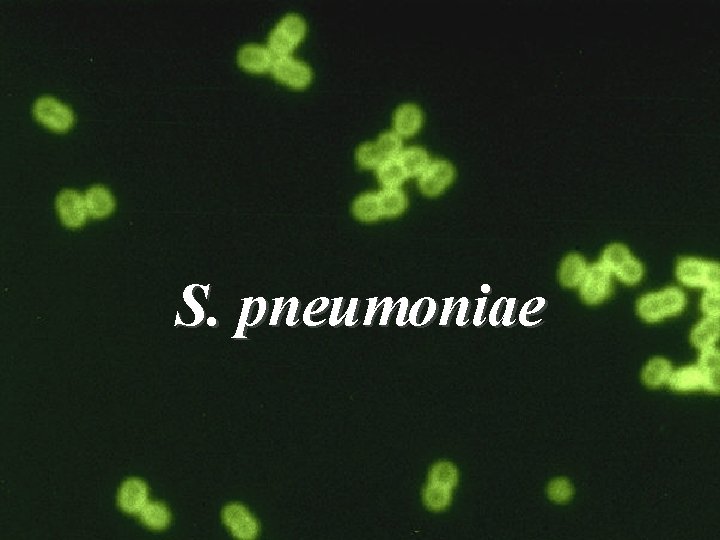 S. pneumoniae 3 