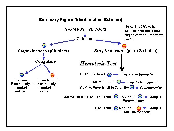 Summary Figure (Identification Scheme) Note: S. viridans is ALPHA hemolytic and negative for all