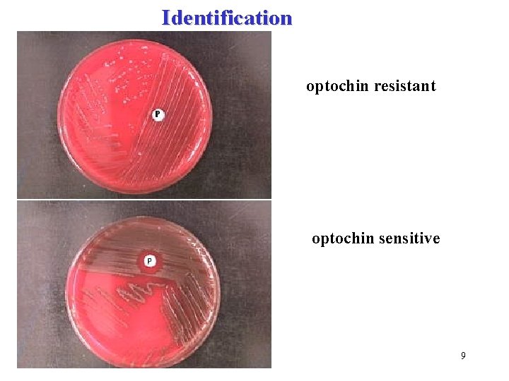 Identification optochin resistant optochin sensitive 9 