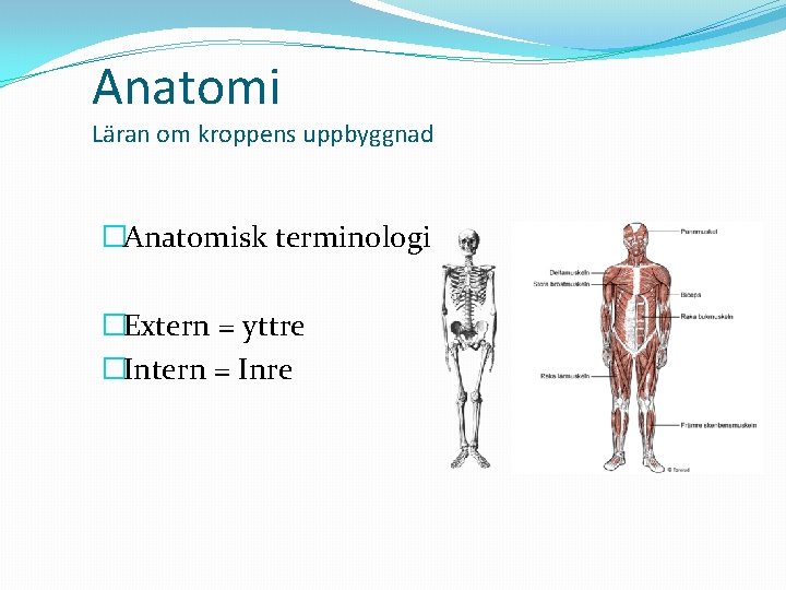 Anatomi Läran om kroppens uppbyggnad �Anatomisk terminologi �Extern = yttre �Intern = Inre 