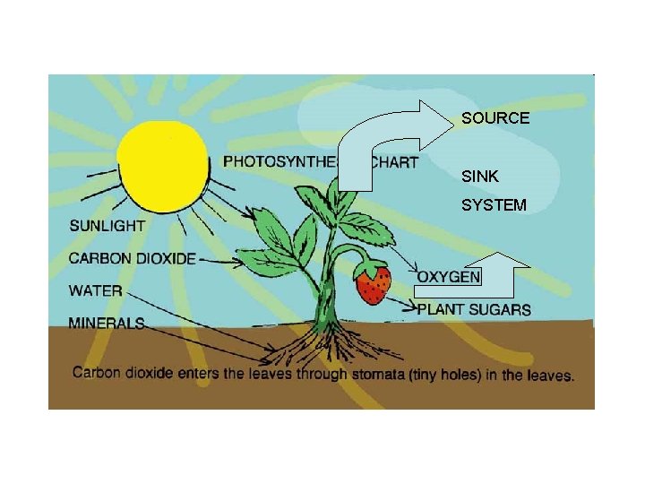 SOURCE SINK SYSTEM 