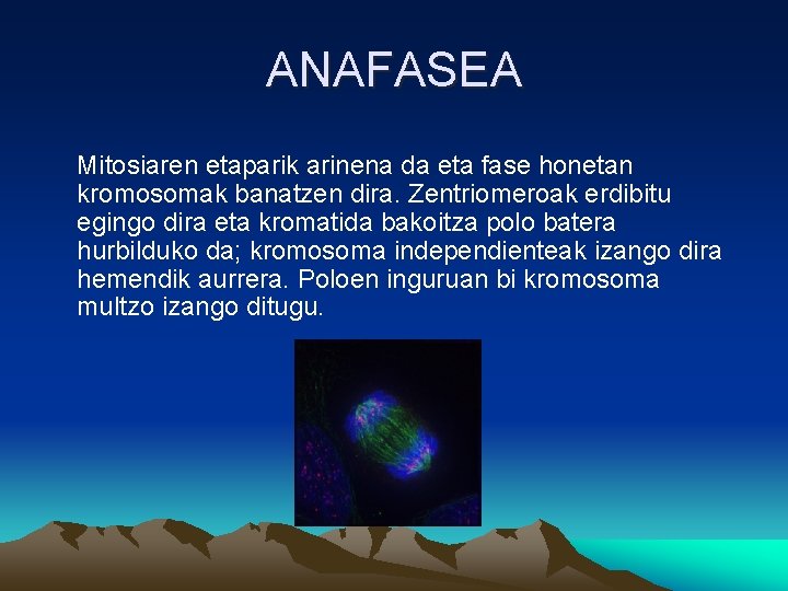 ANAFASEA Mitosiaren etaparik arinena da eta fase honetan kromosomak banatzen dira. Zentriomeroak erdibitu egingo