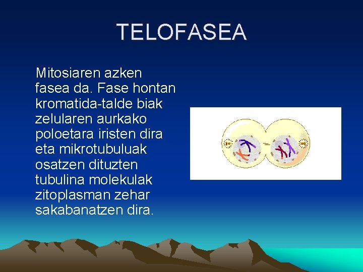 TELOFASEA Mitosiaren azken fasea da. Fase hontan kromatida-talde biak zelularen aurkako poloetara iristen dira