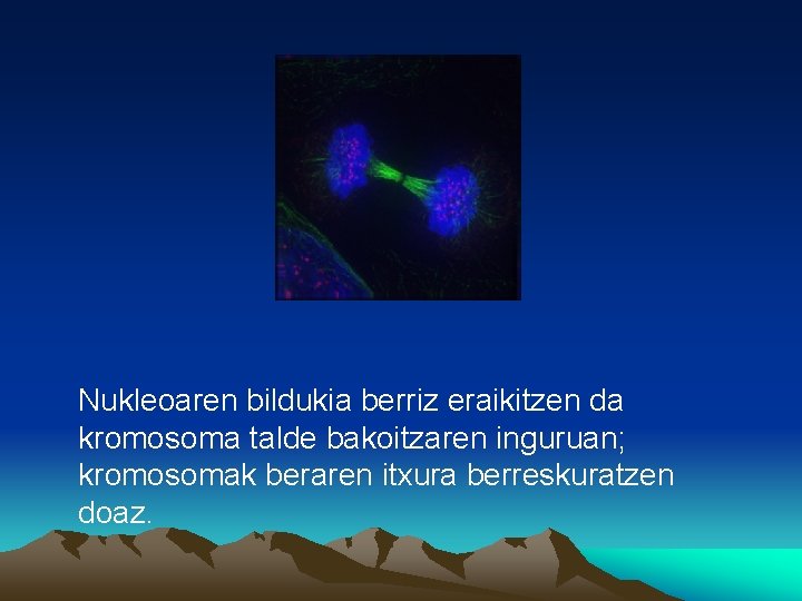 Nukleoaren bildukia berriz eraikitzen da kromosoma talde bakoitzaren inguruan; kromosomak beraren itxura berreskuratzen doaz.