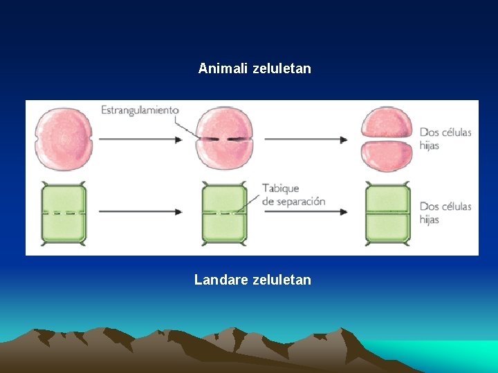 Animali zeluletan Landare zeluletan 