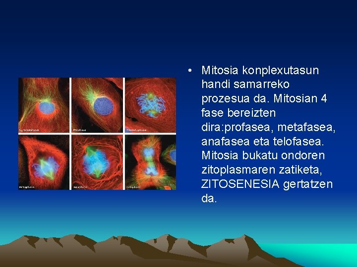  • Mitosia konplexutasun handi samarreko prozesua da. Mitosian 4 fase bereizten dira: profasea,