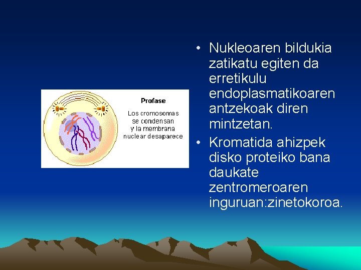  • Nukleoaren bildukia zatikatu egiten da erretikulu endoplasmatikoaren antzekoak diren mintzetan. • Kromatida