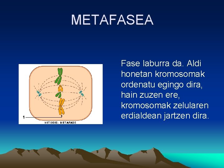 METAFASEA Fase laburra da. Aldi honetan kromosomak ordenatu egingo dira, hain zuzen ere, kromosomak