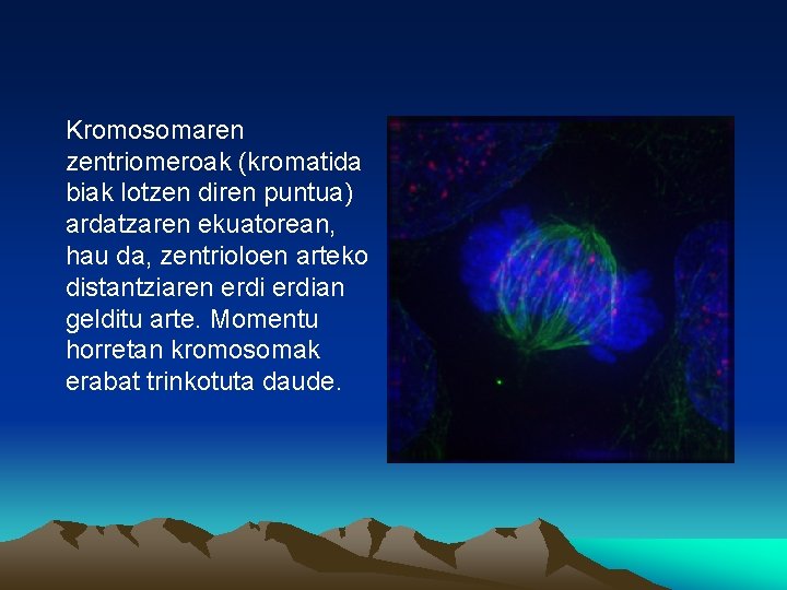 Kromosomaren zentriomeroak (kromatida biak lotzen diren puntua) ardatzaren ekuatorean, hau da, zentrioloen arteko distantziaren
