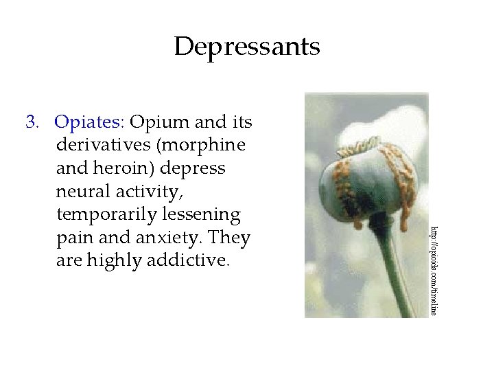 Depressants http: //opioids. com/timeline 3. Opiates: Opium and its derivatives (morphine and heroin) depress