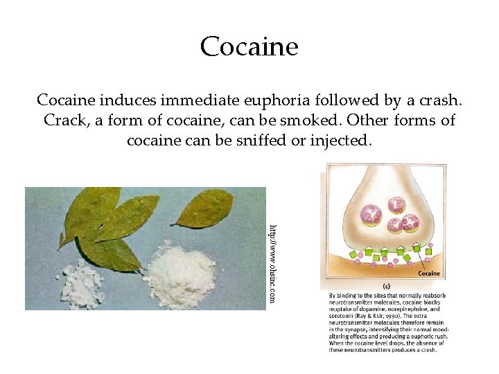 Cocaine induces immediate euphoria followed by a crash. Crack, a form of cocaine, can