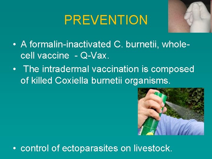 PREVENTION • A formalin-inactivated C. burnetii, wholecell vaccine - Q-Vax. • The intradermal vaccination