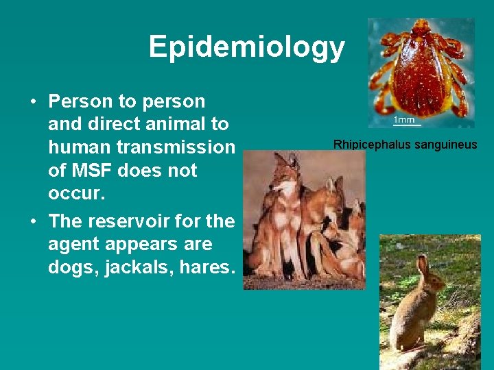 Epidemiology • Person to person and direct animal to human transmission of MSF does