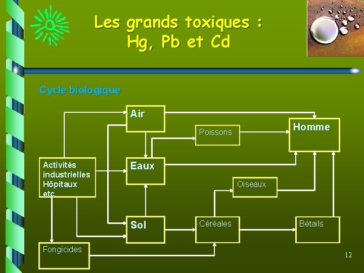 Les grands toxiques : Hg, Pb et Cd Cycle biologique Air Homme Poissons Activités