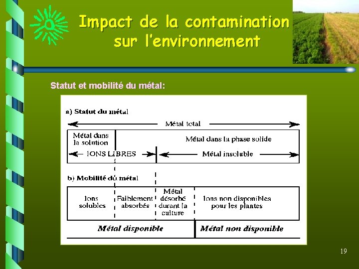 Impact de la contamination sur l’environnement Statut et mobilité du métal: 19 