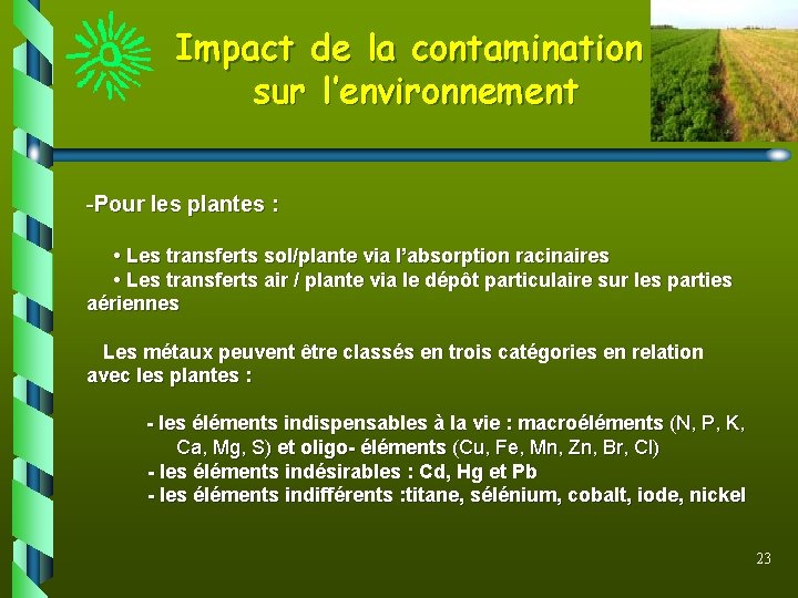 Impact de la contamination sur l’environnement -Pour les plantes : • Les transferts sol/plante