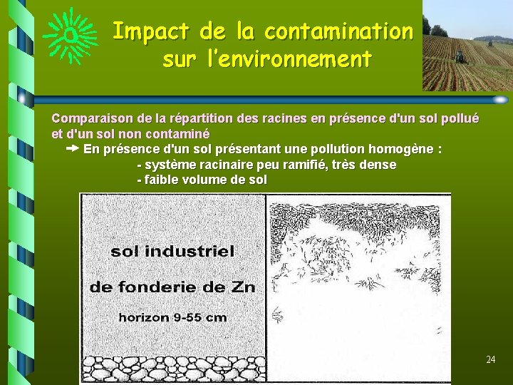 Impact de la contamination sur l’environnement Comparaison de la répartition des racines en présence