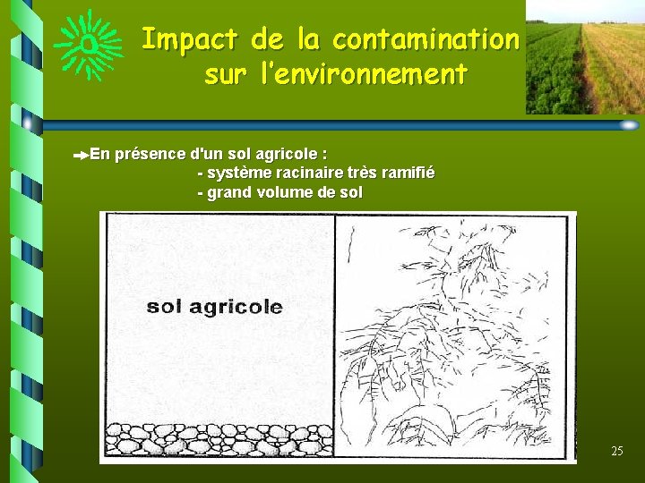 Impact de la contamination sur l’environnement En présence d'un sol agricole : - système