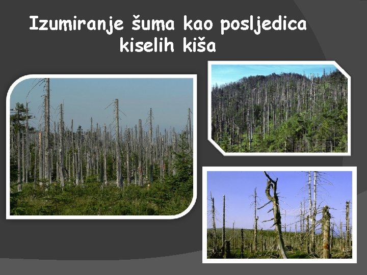 Izumiranje šuma kao posljedica kiselih kiša 