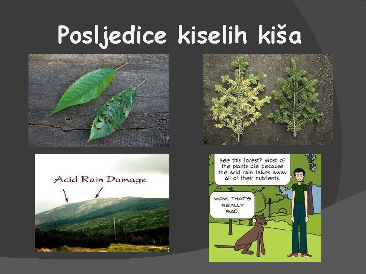 Posljedice kiselih kiša 