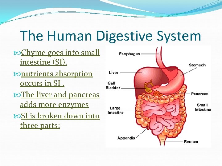 The Human Digestive System Chyme goes into small intestine (SI). nutrients absorption occurs in