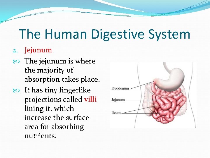 The Human Digestive System 2. Jejunum The jejunum is where the majority of absorption