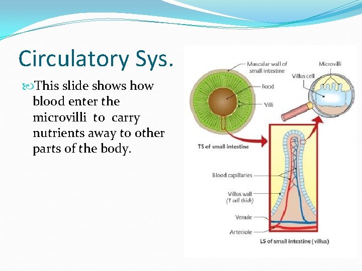 Circulatory Sys. This slide shows how blood enter the microvilli to carry nutrients away