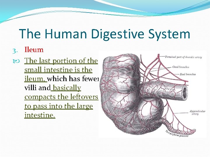 The Human Digestive System 3. Ileum The last portion of the small intestine is