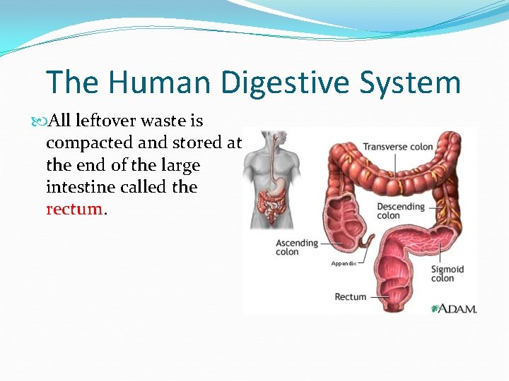 The Human Digestive System All leftover waste is compacted and stored at the end