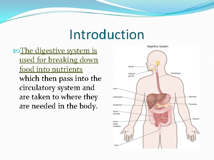 Introduction The digestive system is used for breaking down food into nutrients which then