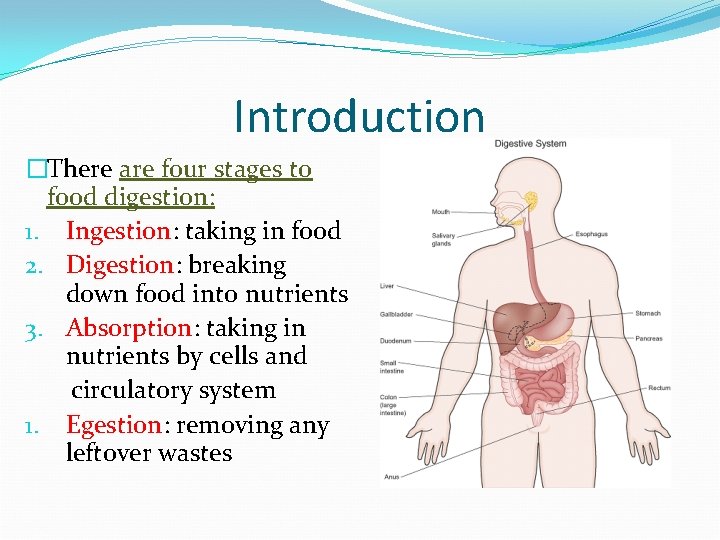 Introduction �There are four stages to food digestion: 1. Ingestion: taking in food 2.