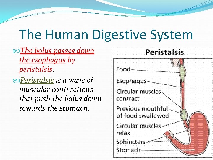 The Human Digestive System The bolus passes down the esophagus by peristalsis. Peristalsis is